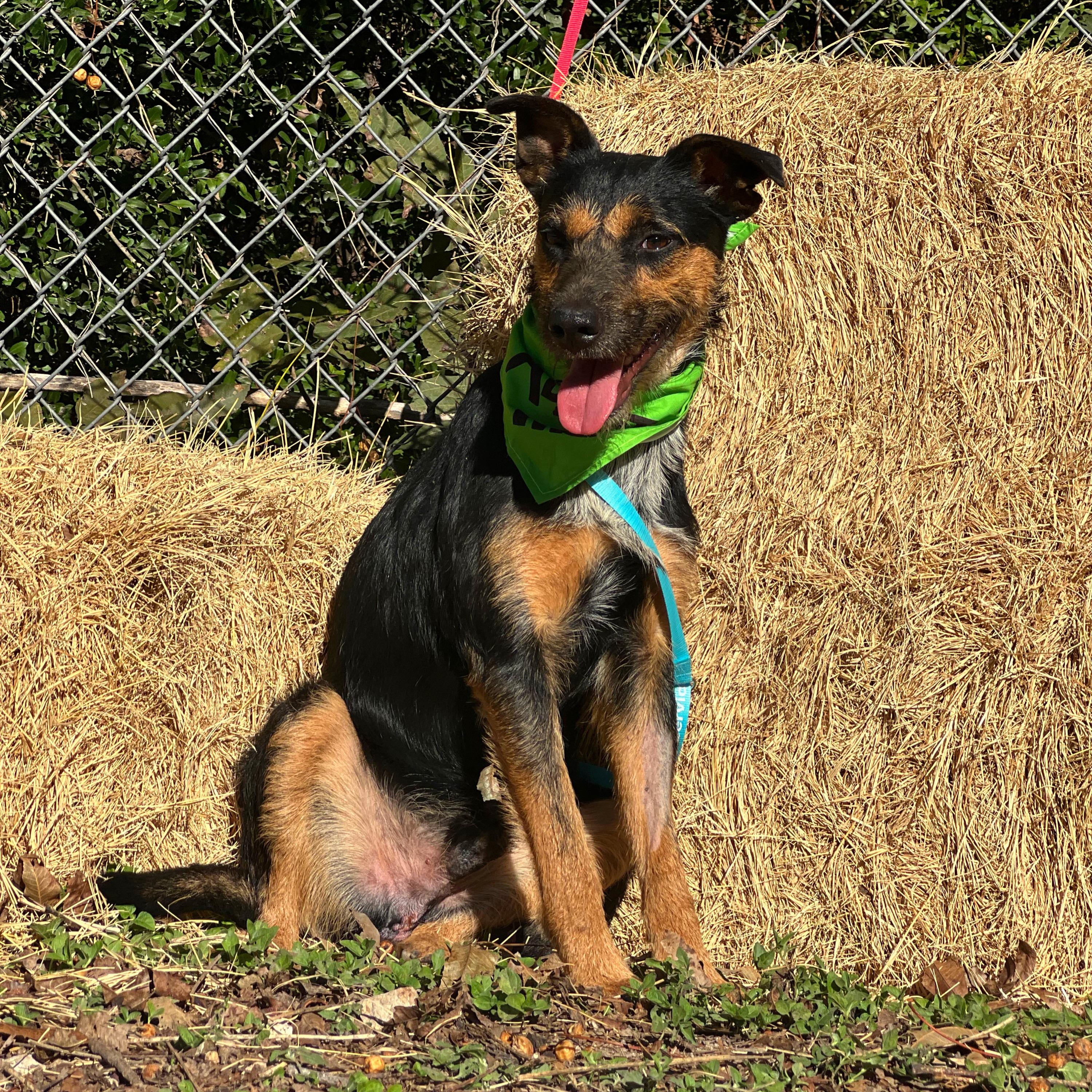 Jagger, a Adoptable mixed breed in Madisonville, TX image 4/6