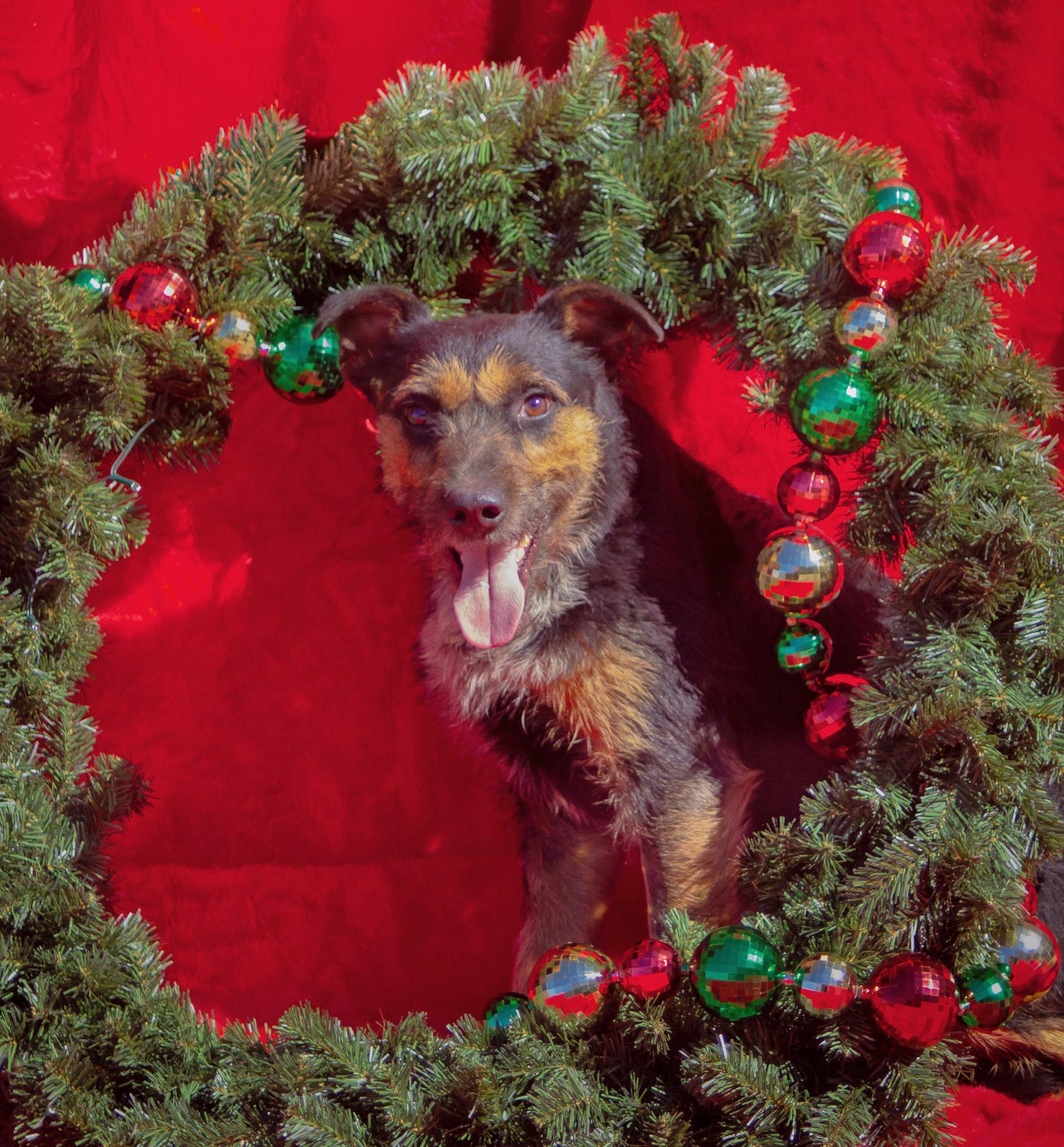 Jagger, Adoptable, Adult Male Airedale Terrier & Jack Russell Terrier.