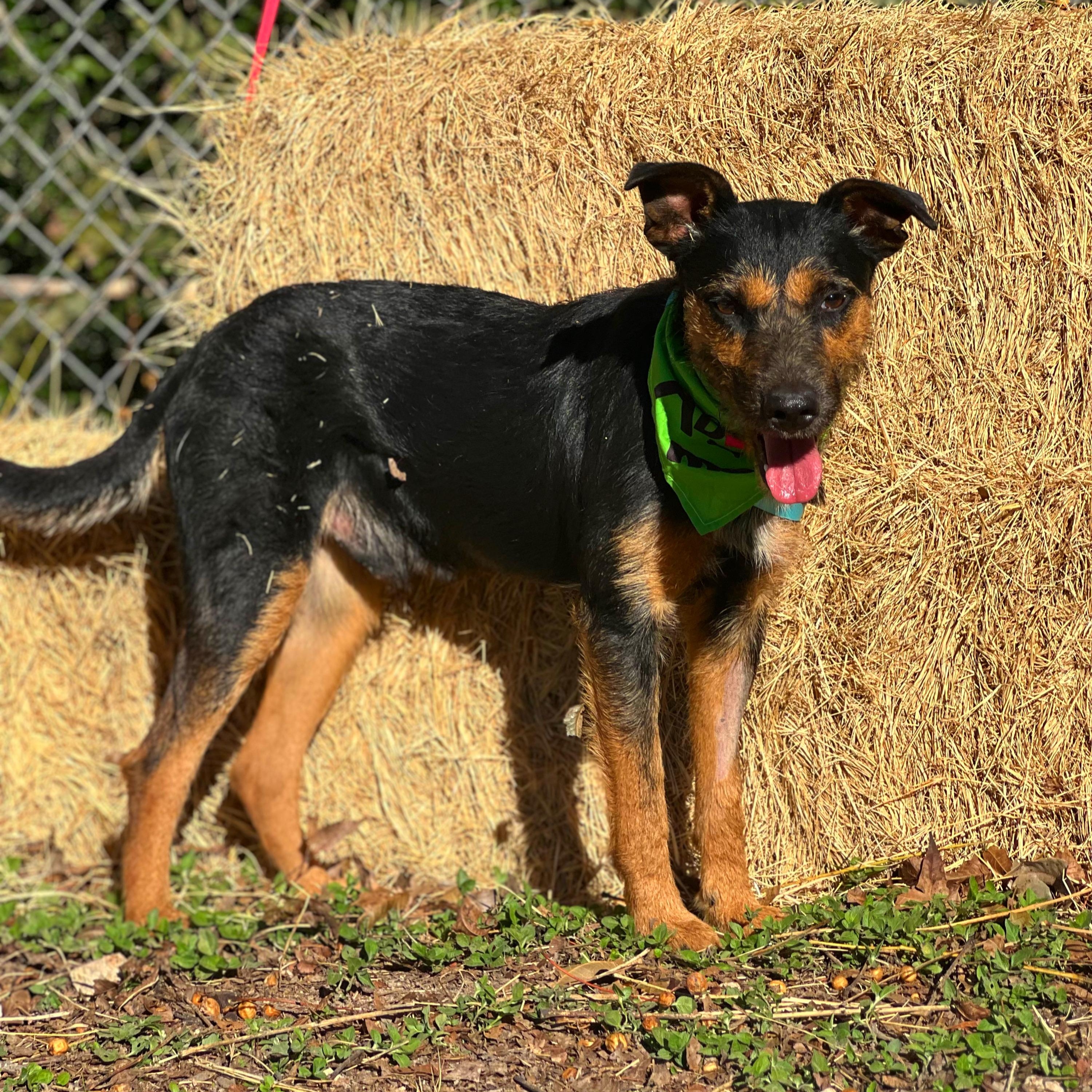 Jagger, Adoptable, Adult Male Airedale Terrier & Jack Russell Terrier.