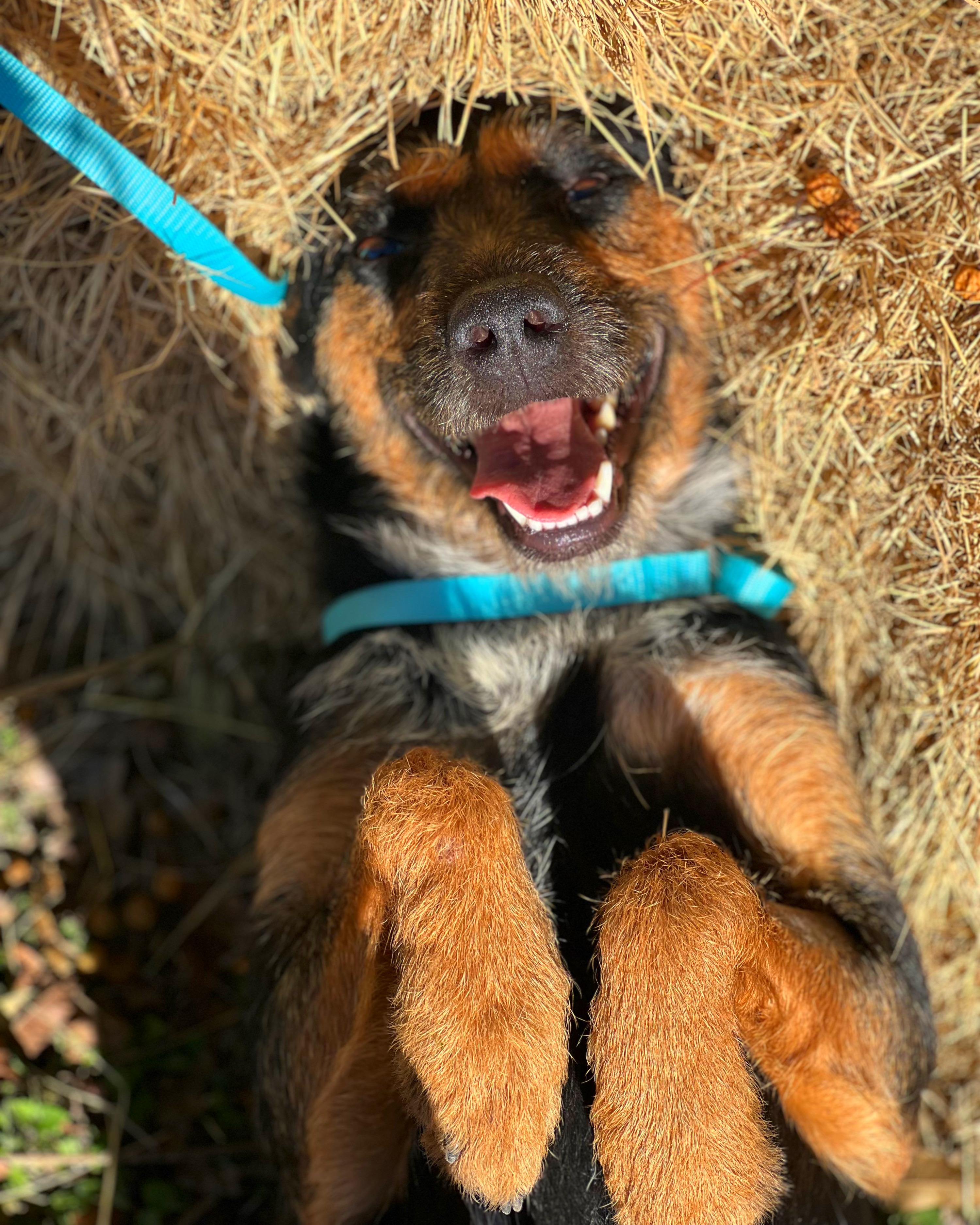 Jagger, a Adoptable mixed breed in Madisonville, TX image 6/6