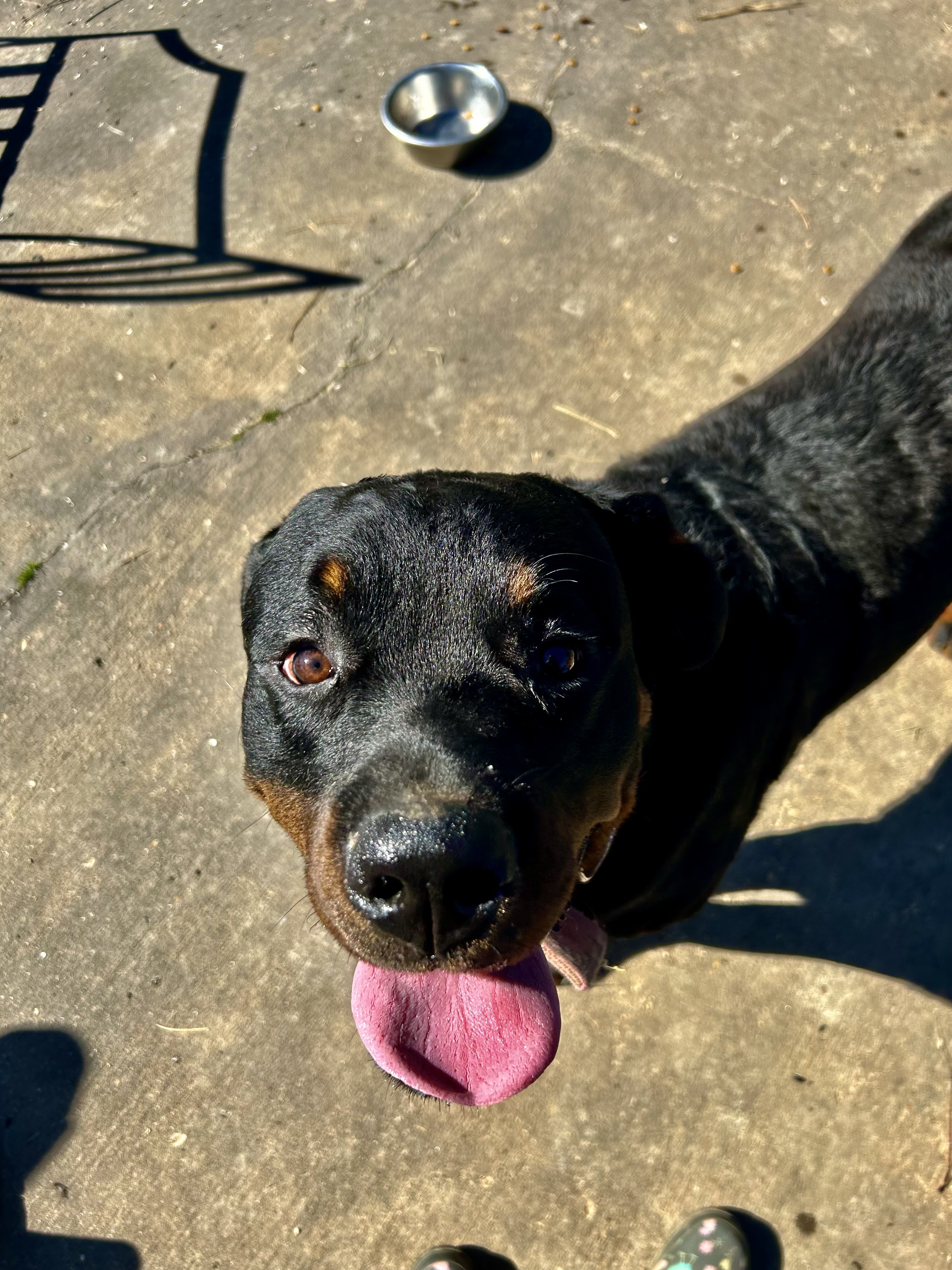 Briggs, Adopted, Young Male Rottweiler.