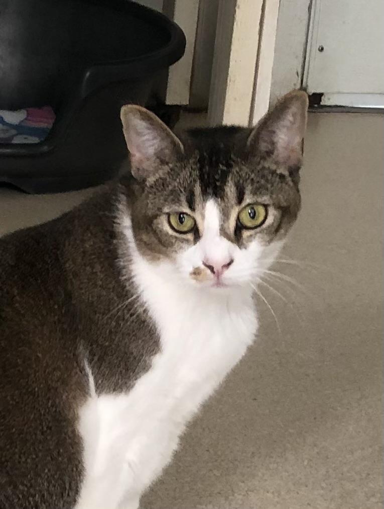 Molly, ADOPTABLE, Adult Female Tabby.