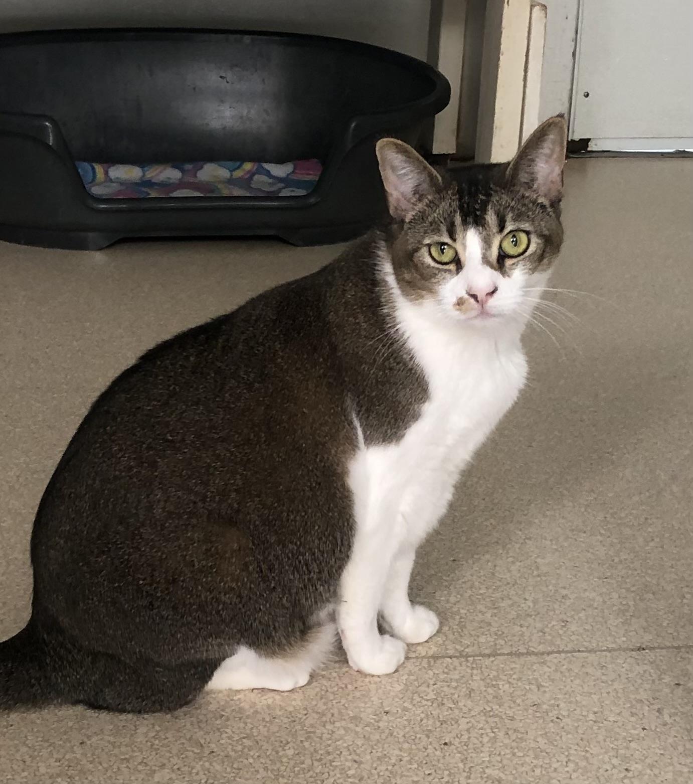 Enlarge Molly, a ADOPTABLE Tabby in Lompoc, CA image 2/2