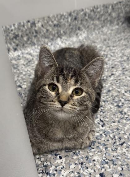 Lizzie, Adoptable, Kitten Female Domestic Short Hair & Domestic Short Hair.