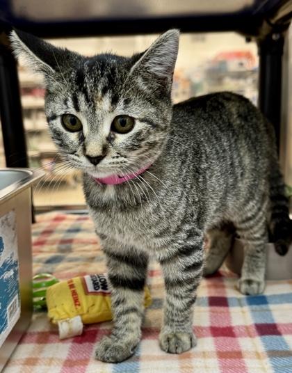 Lizzie, a Adoptable mixed breed in Grapevine, TX image 2/2