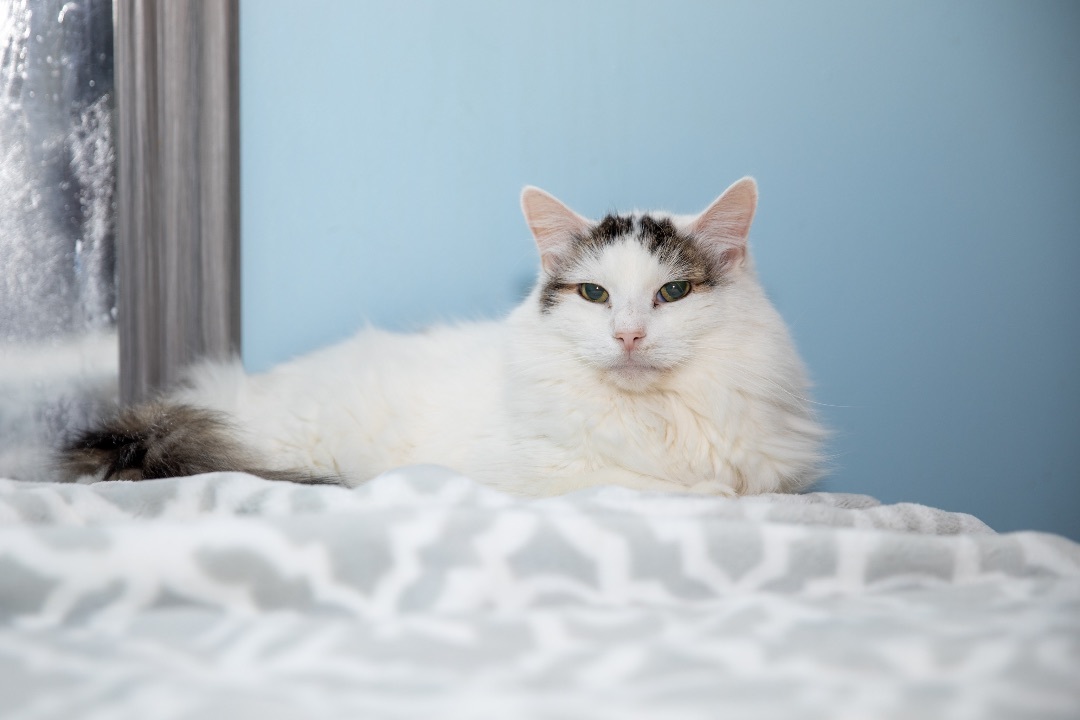 Flower, a Adoptable Maine Coon in Chicago, IL image 1/5