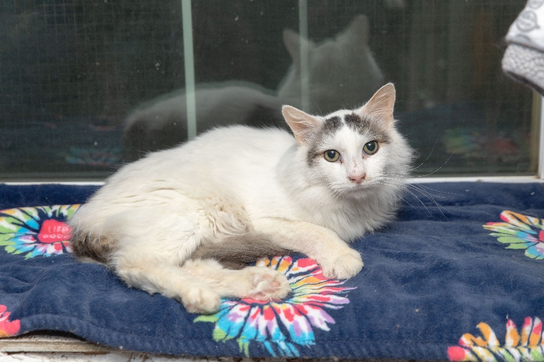 Flower, a Adoptable Maine Coon in Chicago, IL image 2/5
