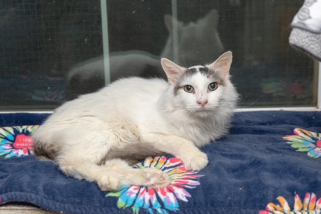 Flower, a Adoptable Maine Coon in Chicago, IL image 3/5