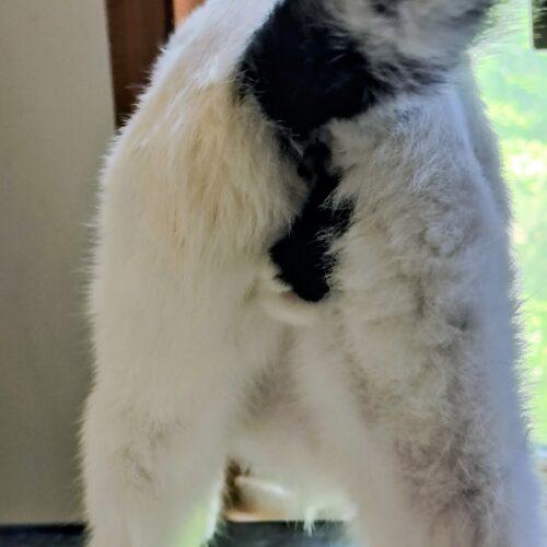 Enlarge Benny, a Adoptable Domestic Short Hair in Newton, NC image 1/6