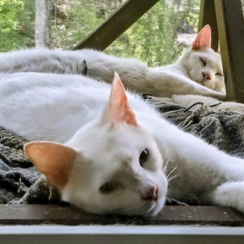 Enlarge Benny, a Adoptable Domestic Short Hair in Newton, NC image 2/6