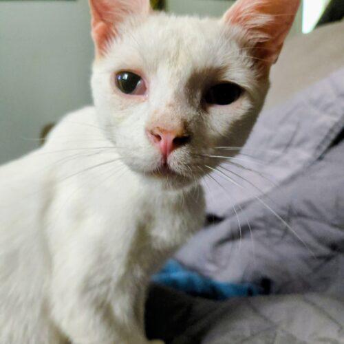 Enlarge Benny, a Adoptable Domestic Short Hair in Newton, NC image 3/6