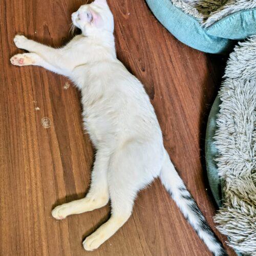 Enlarge Benny, a Adoptable Domestic Short Hair in Newton, NC image 6/6