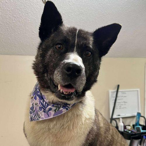 Enlarge Luna, a Adoptable mixed breed in King City, ON image 1/6