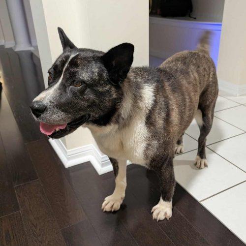 Enlarge Luna, a Adoptable mixed breed in King City, ON image 2/6