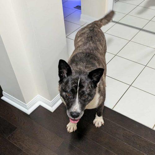 Enlarge Luna, a Adoptable mixed breed in King City, ON image 3/6