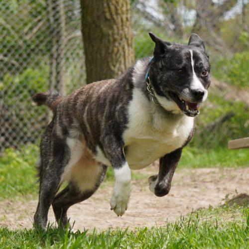 Luna, a Adoptable mixed breed in King City, ON image 2/5