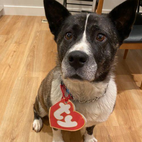 Luna, a Adoptable mixed breed in King City, ON image 1/6