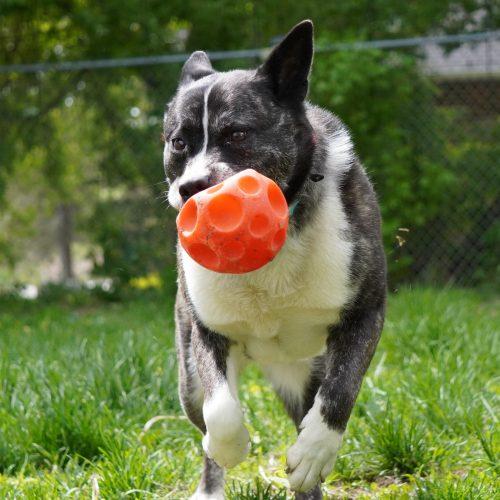 Luna, a Adoptable mixed breed in King City, ON image 3/5