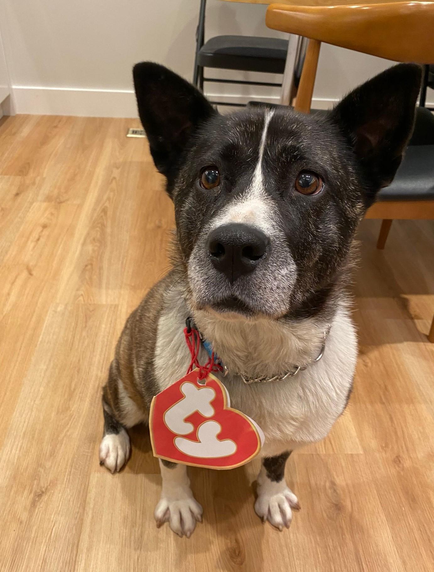 Luna, a Adoptable mixed breed in King City, ON image 4/6
