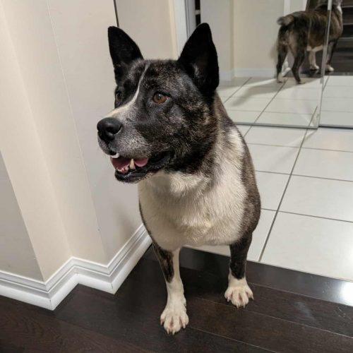 Enlarge Luna, a Adoptable mixed breed in King City, ON image 4/6