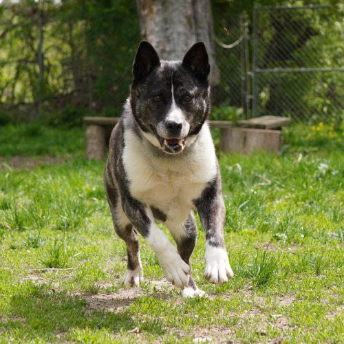 Luna, a Adoptable mixed breed in King City, ON image 4/5