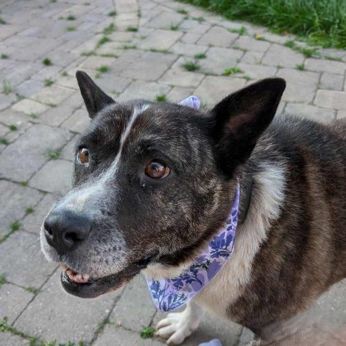 Luna, Adoptable, Adult Female Mixed Breed.