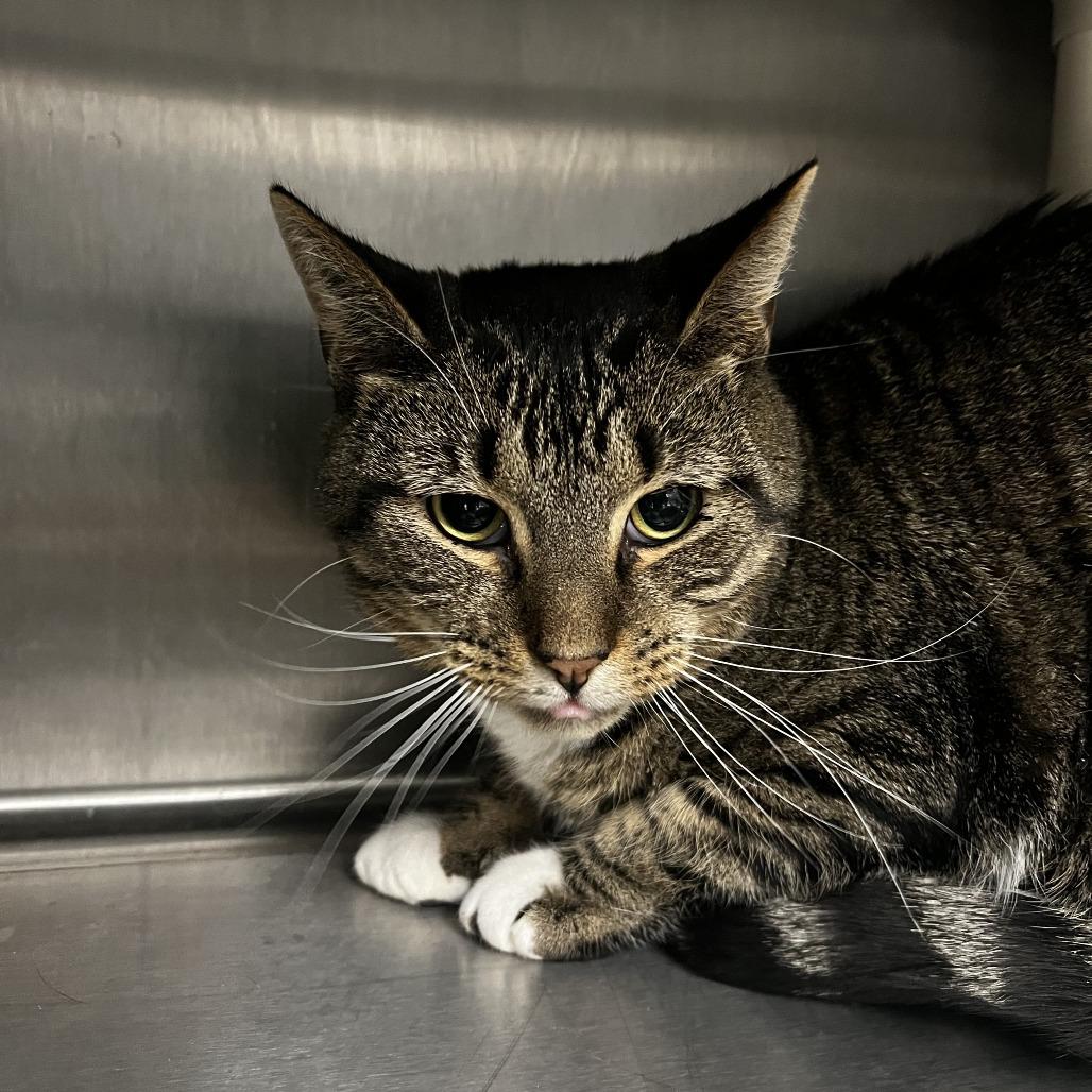 Walker, Adoptable, Adult Male Domestic Short Hair.