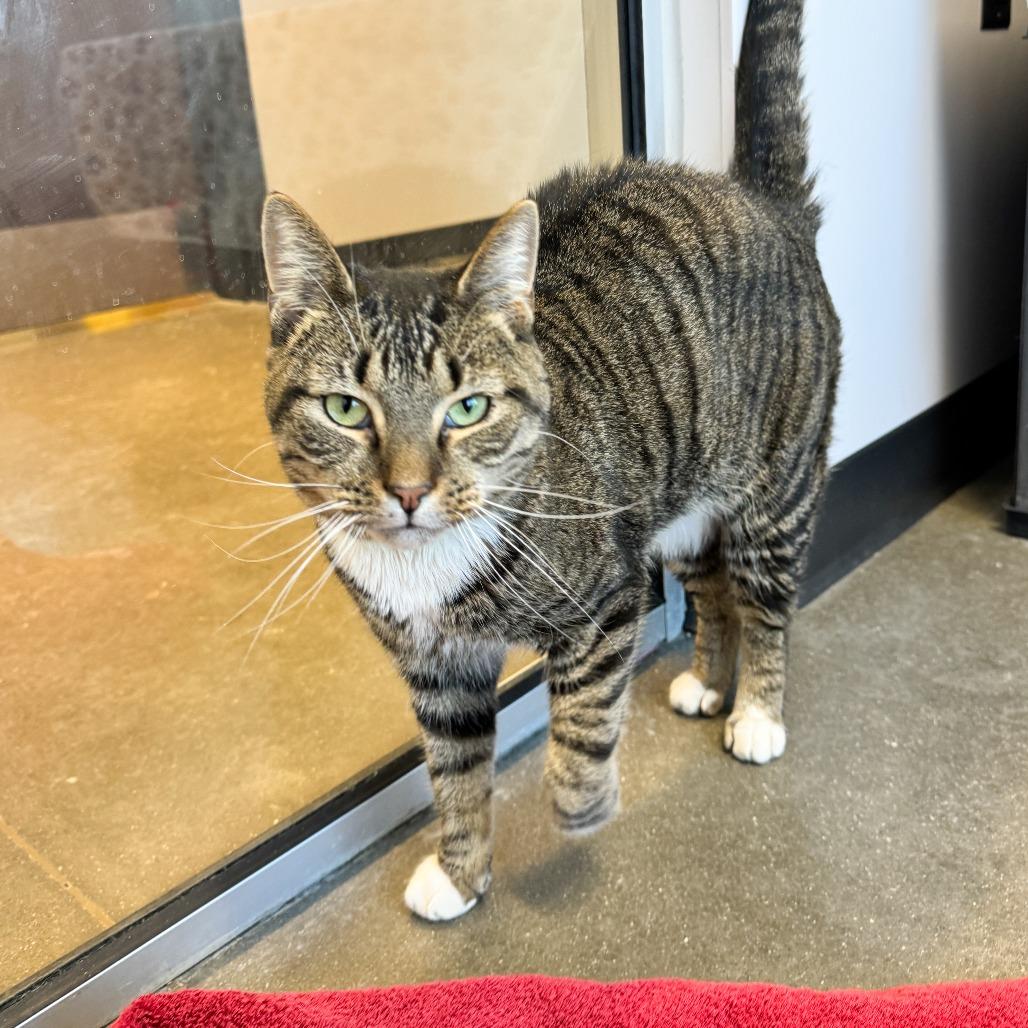 Enlarge Walker, a Adoptable Domestic Short Hair in Fort Wayne, IN image 2/3