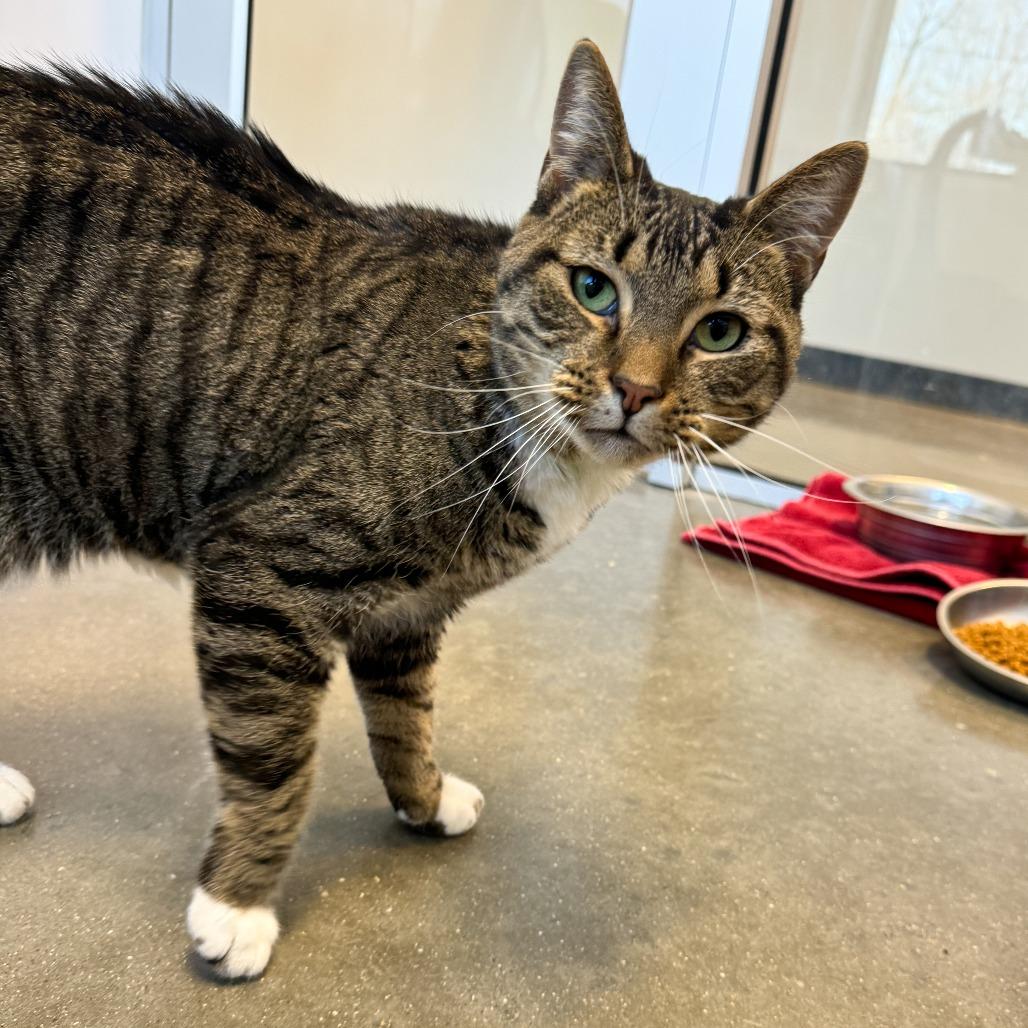 Enlarge Walker, a Adoptable Domestic Short Hair in Fort Wayne, IN image 3/3