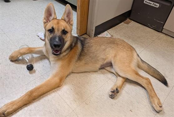 Enlarge Harper A220190, a Adoptable German Shepherd Dog in Plano, TX image 1/4