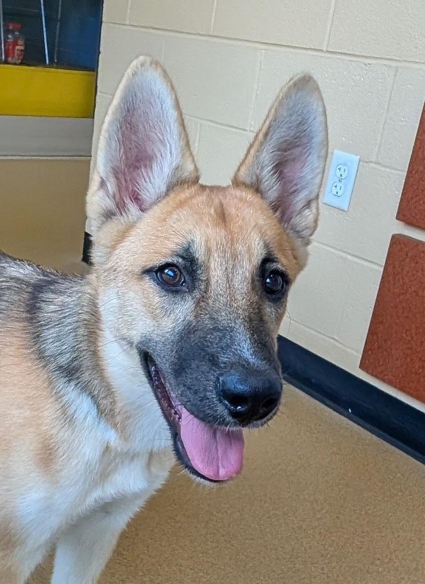 Enlarge Harper A220190, a Adoptable German Shepherd Dog in Plano, TX image 3/4
