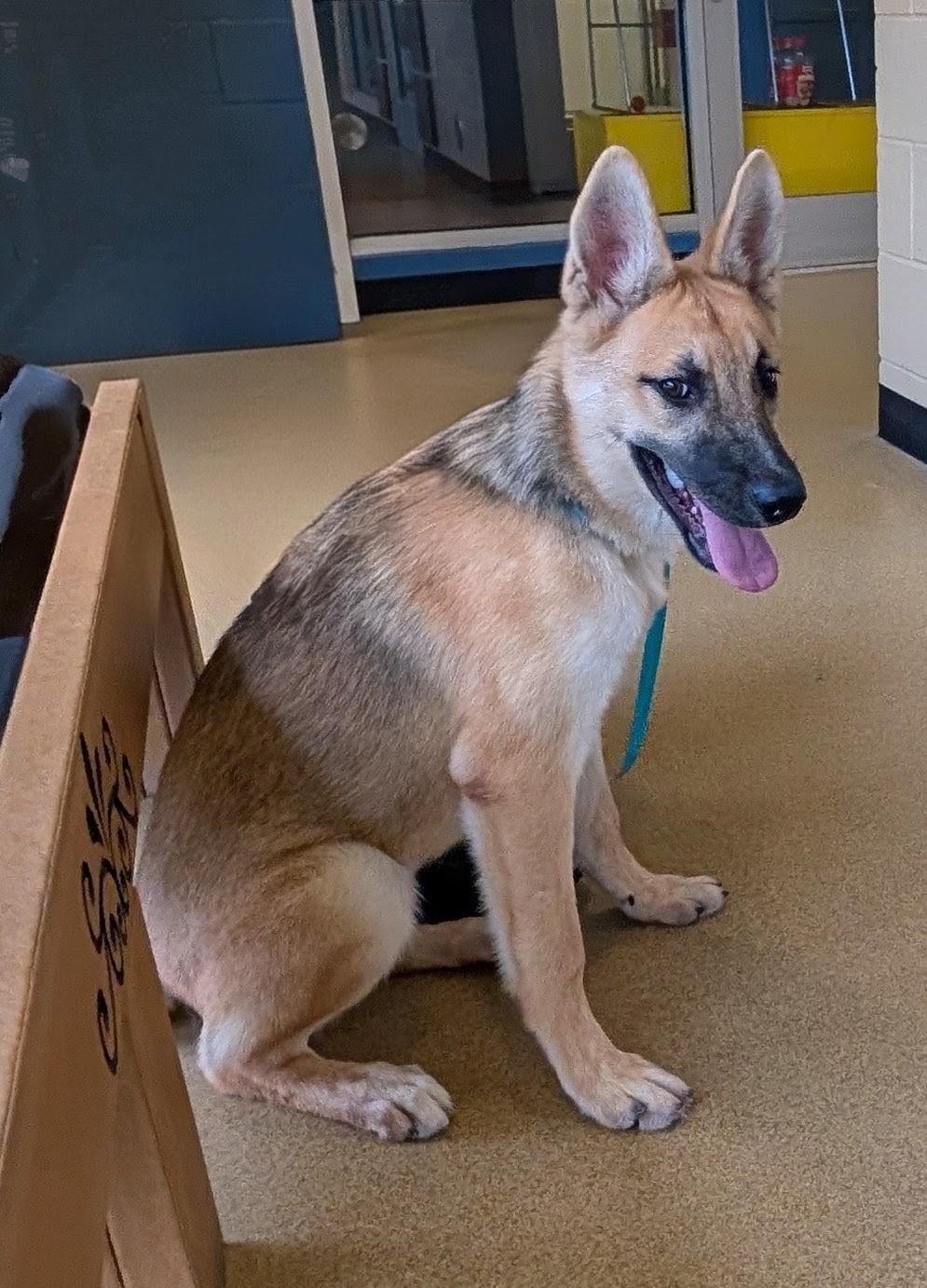 Enlarge Harper A220190, a Adoptable German Shepherd Dog in Plano, TX image 2/4
