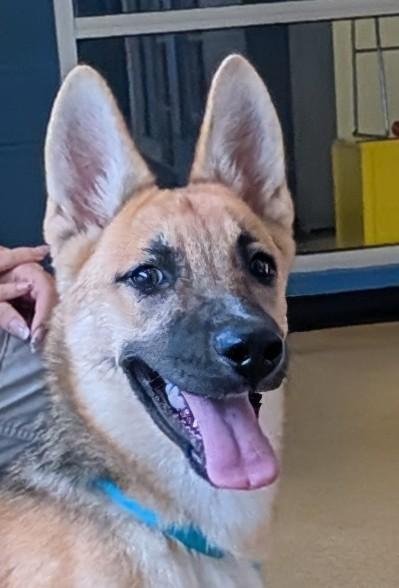 Enlarge Harper A220190, a Adoptable German Shepherd Dog in Plano, TX image 4/4