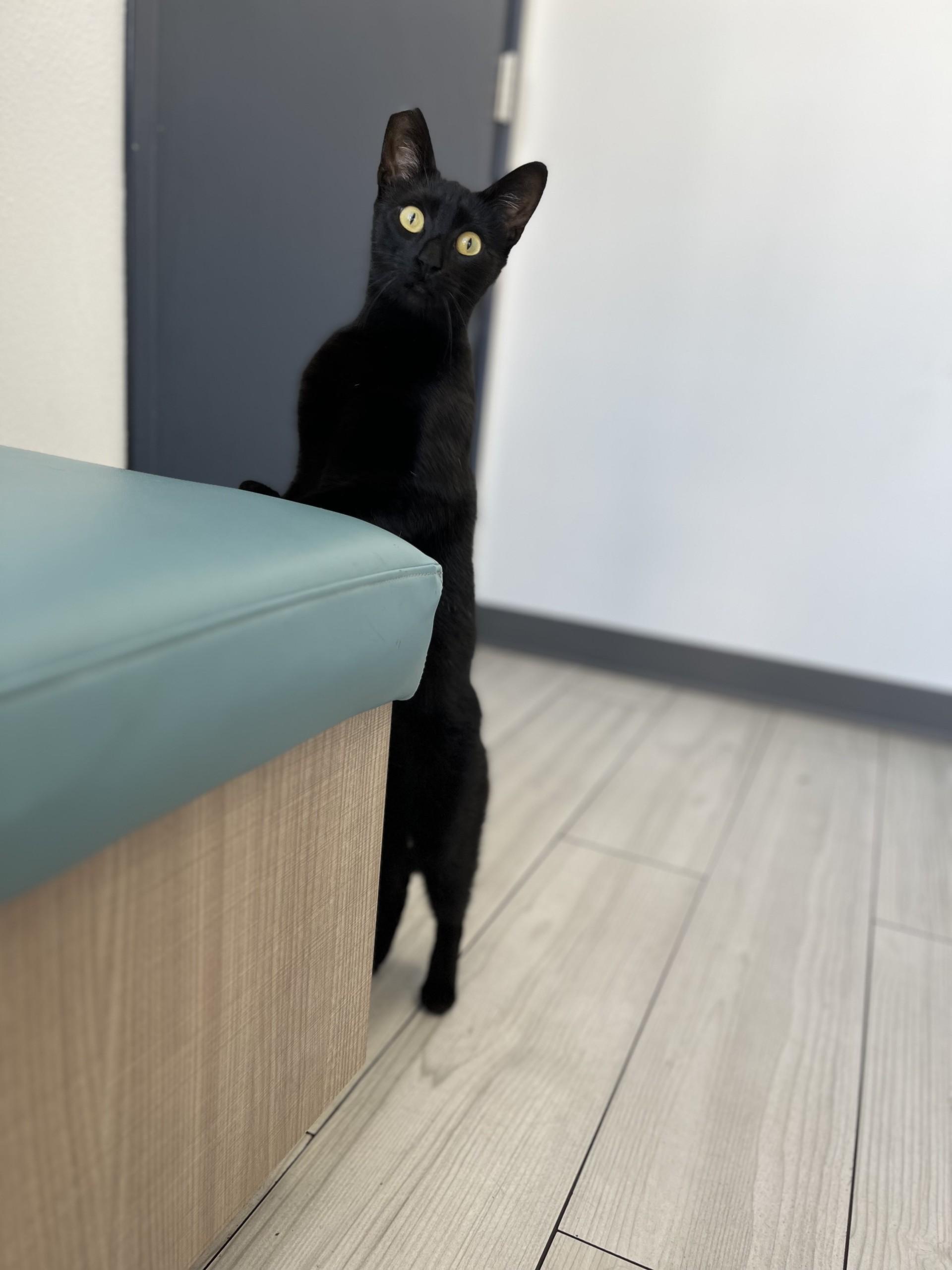 Olive, Adopted, Young Female Domestic Short Hair.