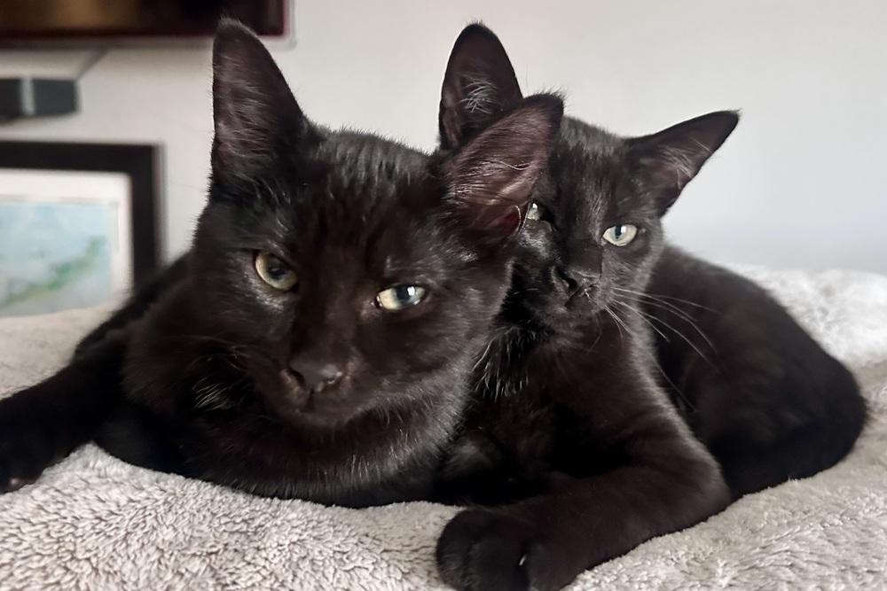 Enlarge Peeka & Boo, a Adoptable Domestic Short Hair in Morris Plains, NJ image 1/3