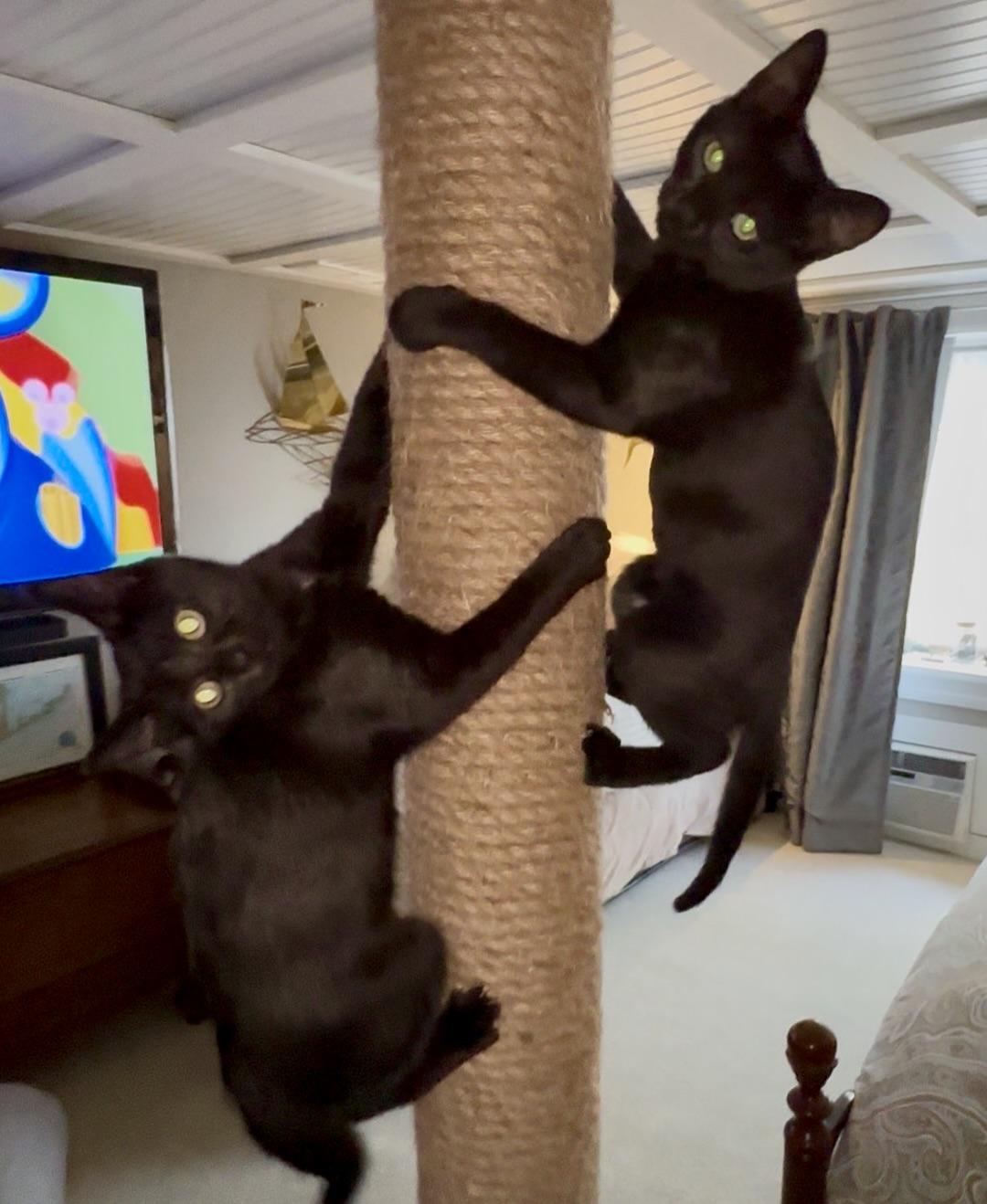 Enlarge Peeka & Boo, a Adoptable Domestic Short Hair in Morris Plains, NJ image 3/3