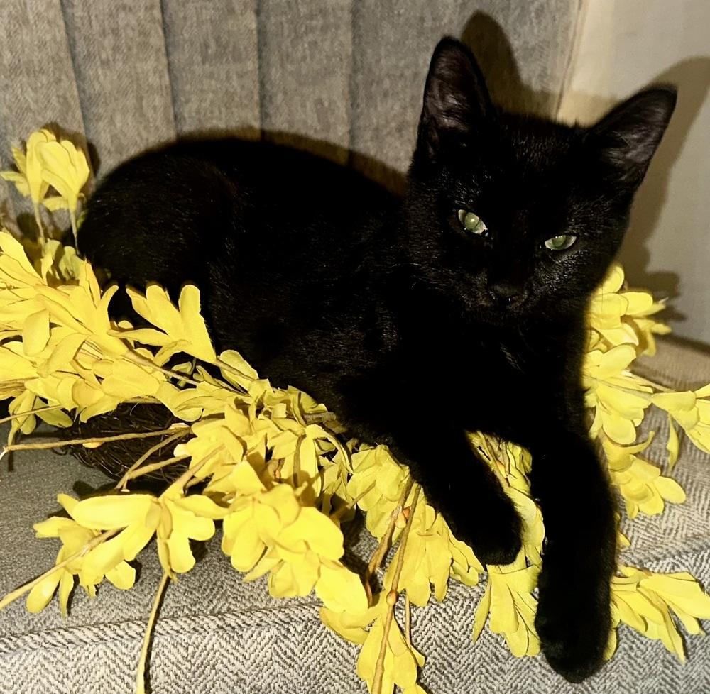 Enlarge Peeka & Boo, a Adoptable Domestic Short Hair in Morris Plains, NJ image 2/3