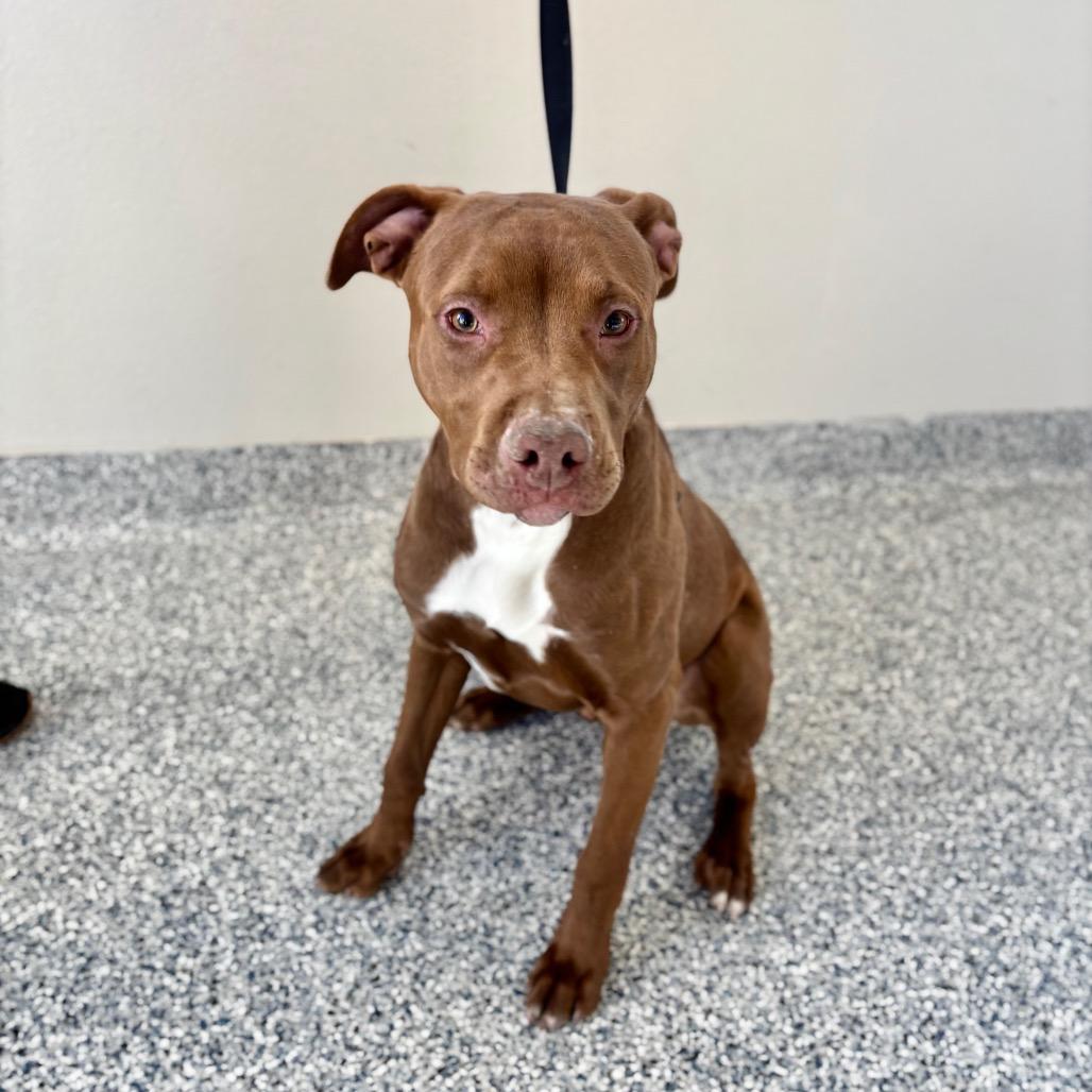 Charlie Mack, Adoptable, Young Male Pit Bull Terrier & Mixed Breed.