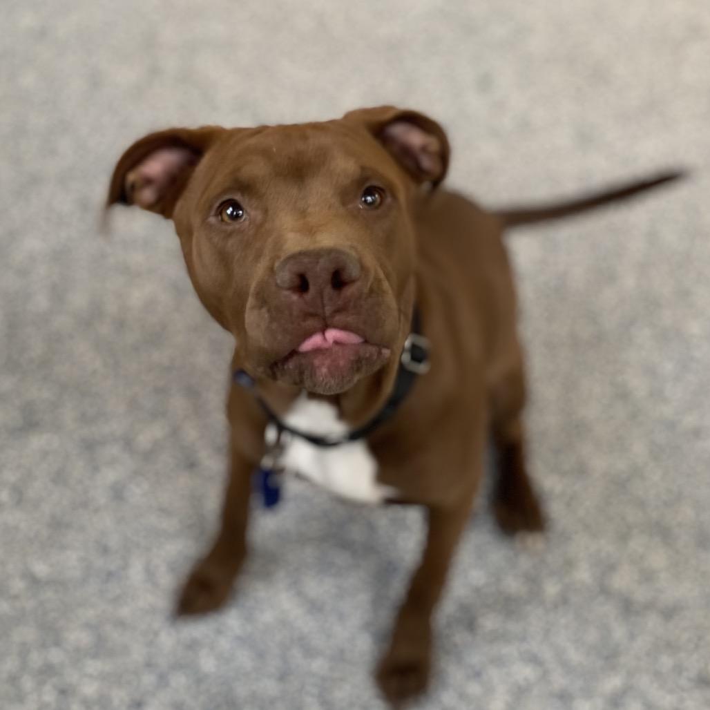 Enlarge Charlie Mack, a Adoptable mixed breed in Great Falls, MT image 2/3