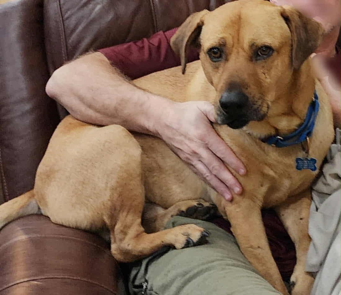 Butters, a Adoptable mixed breed in Dublin, OH image 2/6