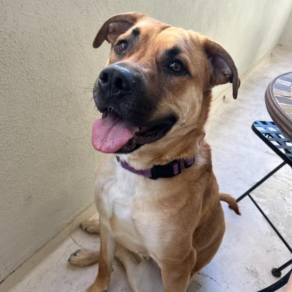 Whiskey, Adoptable, Adult Male Shepherd.