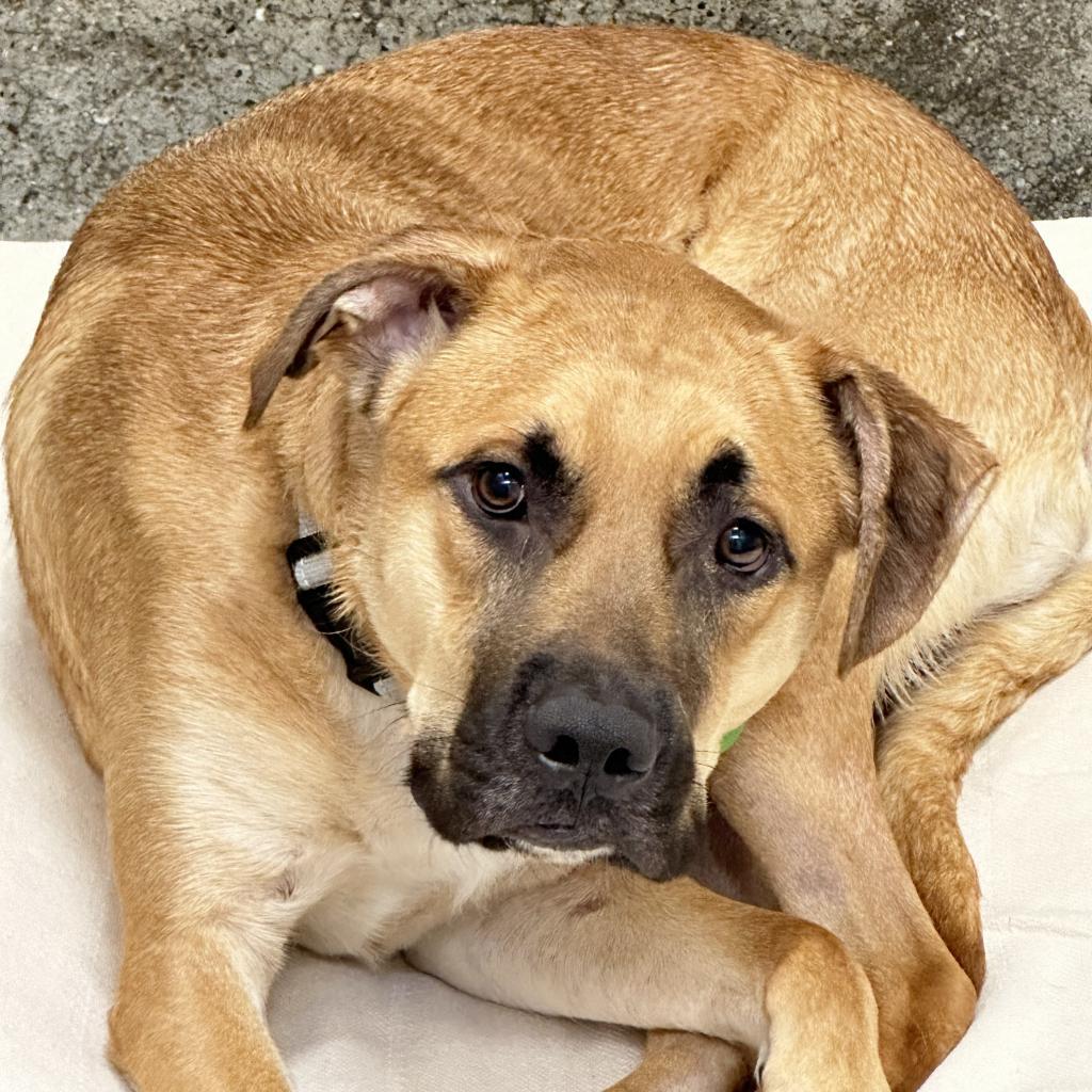 Enlarge Whiskey Whiskers, a Adoptable mixed breed in Los Angeles, CA image 2/4