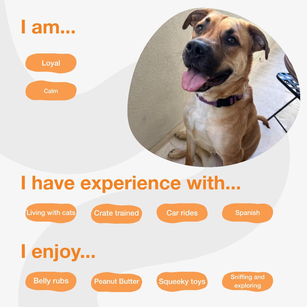Whiskey Whiskers, a Adoptable mixed breed in Los Angeles, CA image 3/4