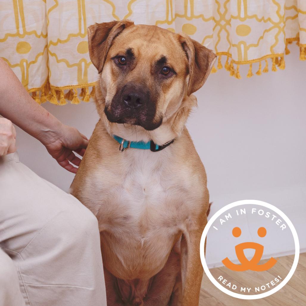 Enlarge Whiskey Whiskers, a Adoptable mixed breed in Los Angeles, CA image 3/4