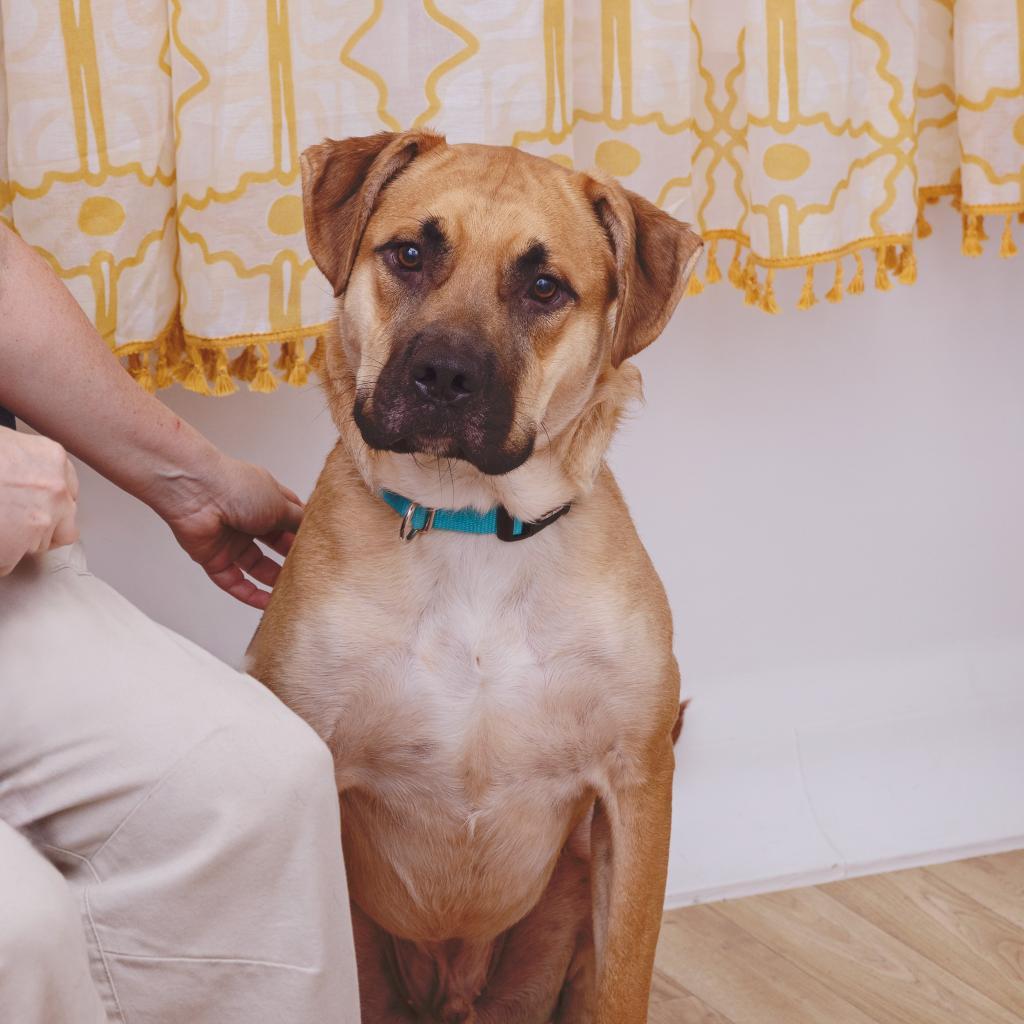 Enlarge Whiskey Whiskers, a Adoptable mixed breed in Los Angeles, CA image 4/4