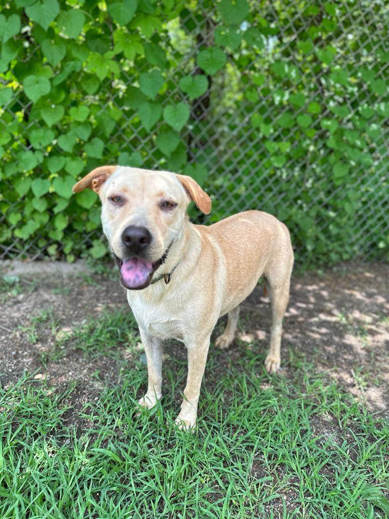 Enlarge Willy, a Adoptable mixed breed in Los Angeles, CA image 2/6