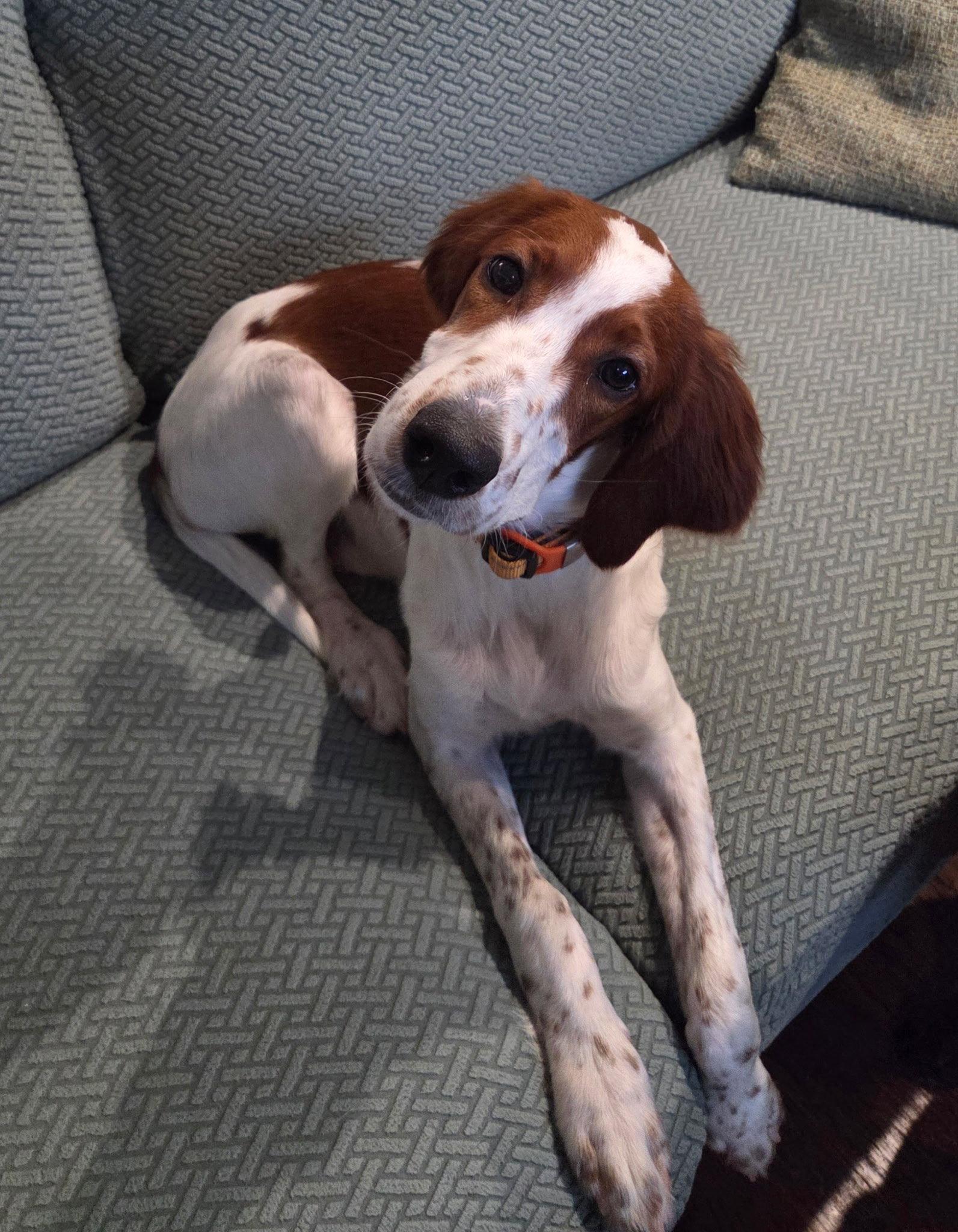 Enlarge Shandy, a Adoptable Irish Setter in Denton, TX image 1/3