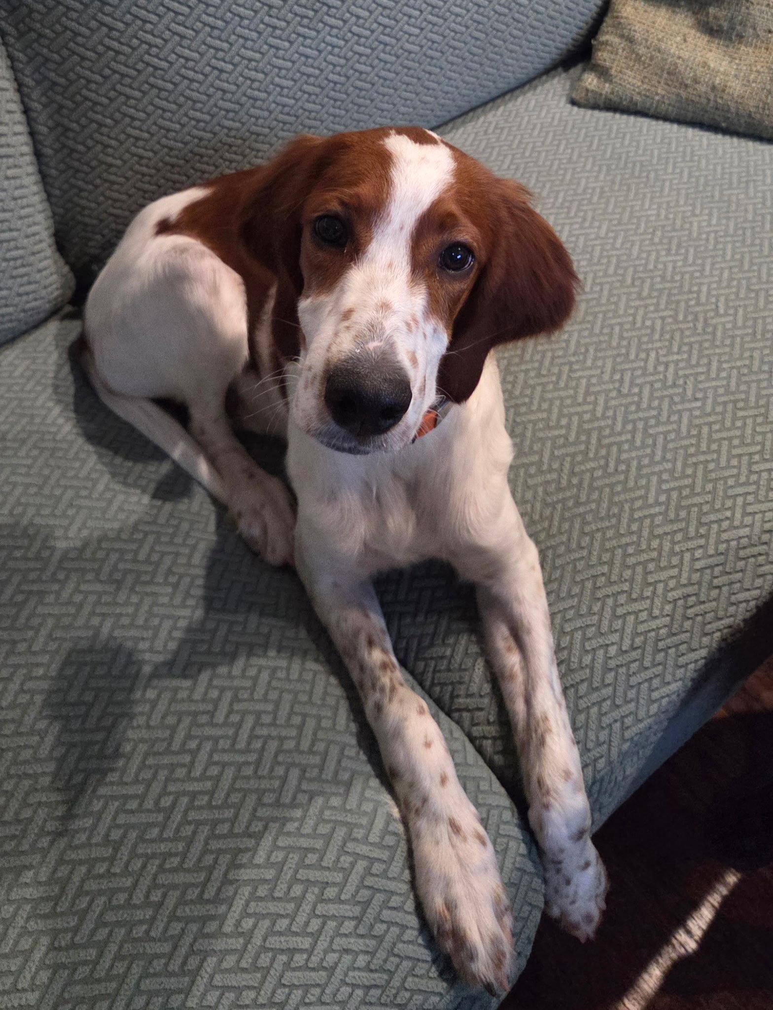 Enlarge Shandy, a Adoptable Irish Setter in Denton, TX image 2/3