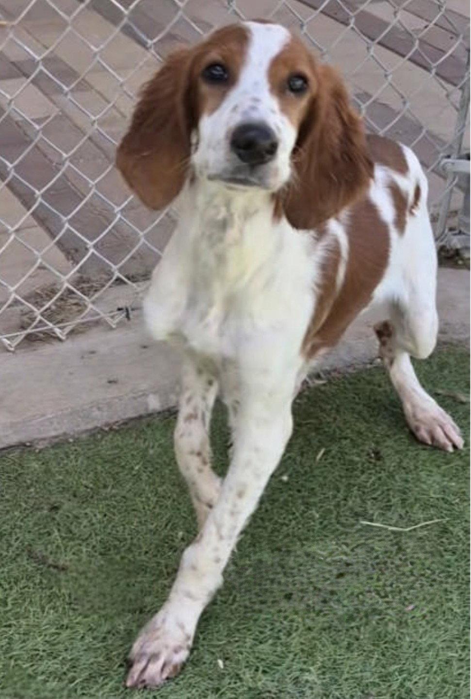 Enlarge Shandy, a Adoptable Irish Setter in Denton, TX image 1/1
