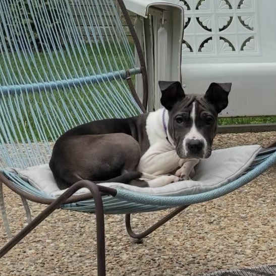 Enlarge Ivy, an adopted mixed breed in Richmond, VA image 3/5